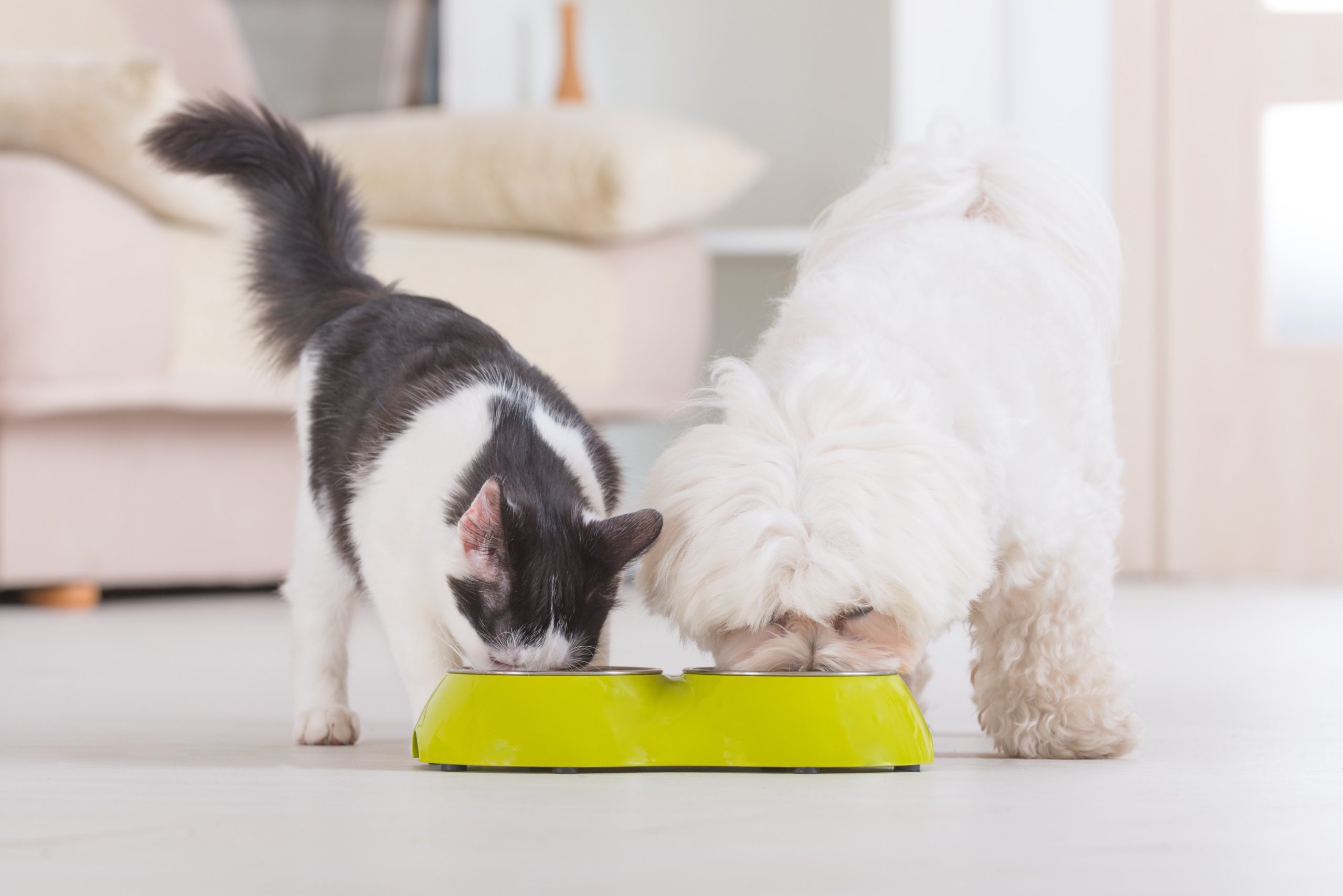 Little,Dog,Maltese,And,Black,And,White,Cat,Eating,Food