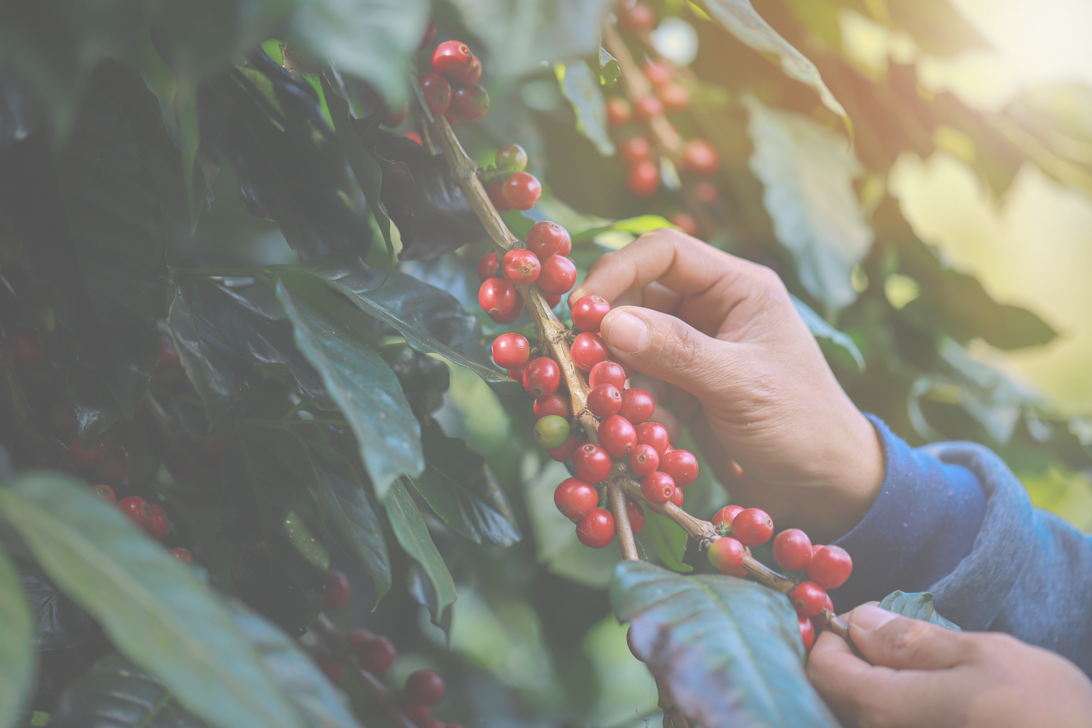 fairtrade_header_bn