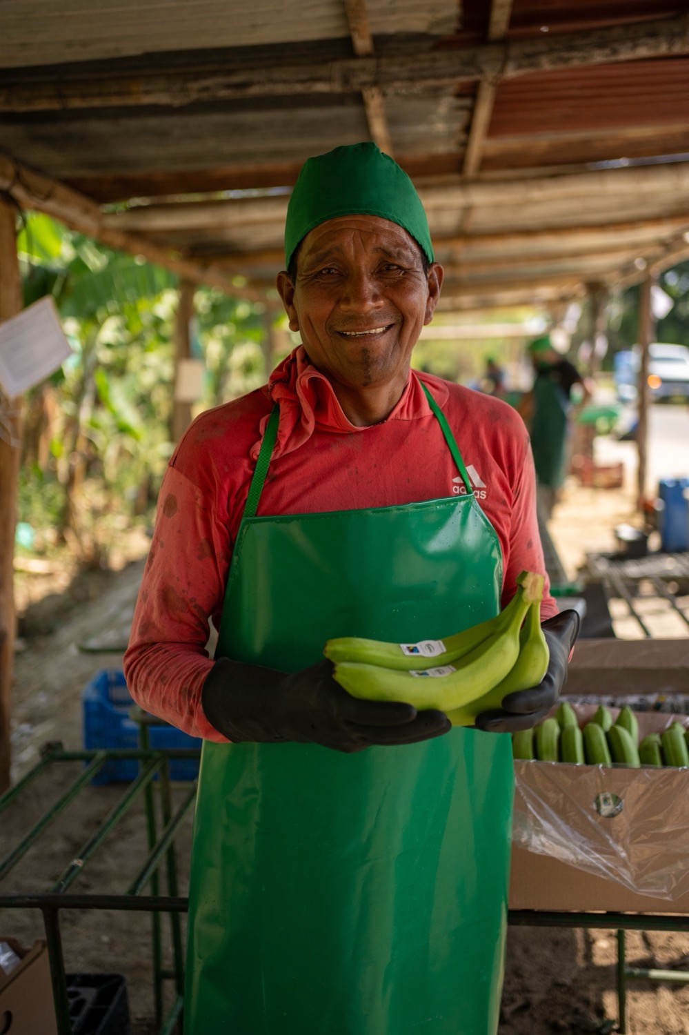 Settimana Fairtrade_Banana Agronorte Peru