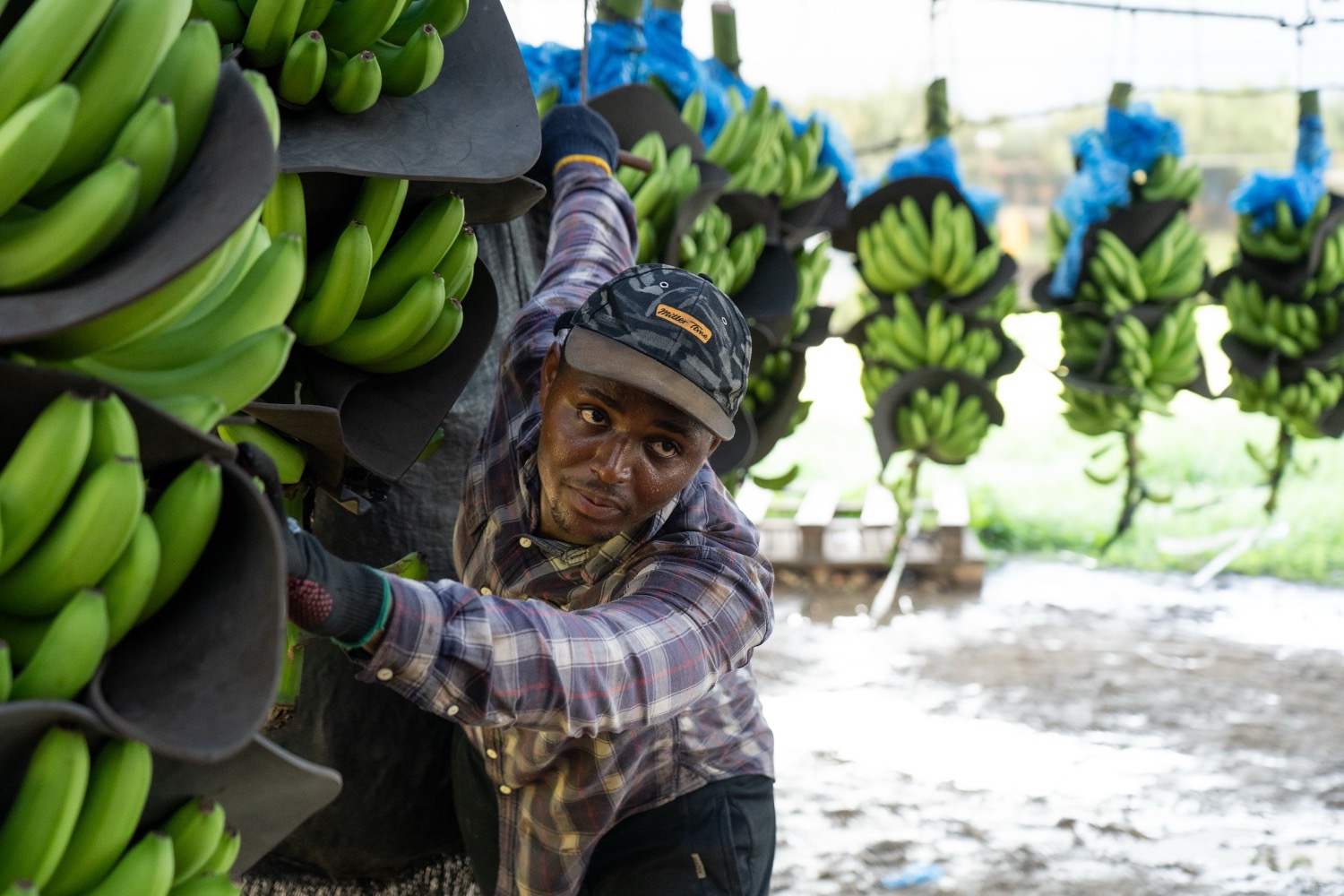 Settimana Fairtrade_Ghana_Golden Exotics_banana